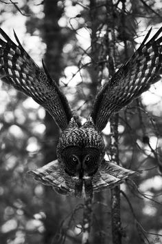 black and white photograph of an owl flying in the air with its wings spread out