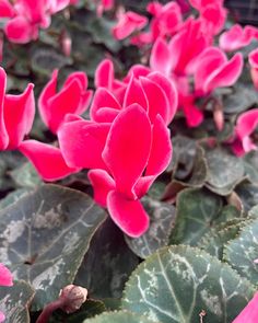 pink flowers are blooming in the middle of some green leaves and red trimmings