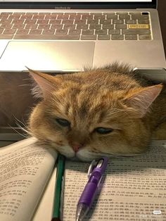 a cat laying on top of an open book next to a pen and laptop computer