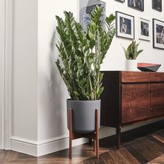 a potted plant sitting on top of a wooden dresser next to a wall with pictures