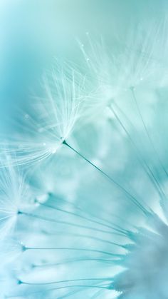 the dandelion is blowing in the wind with water droplets on it's petals