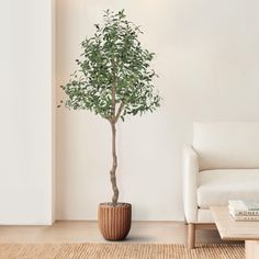 a potted tree in a living room next to a couch