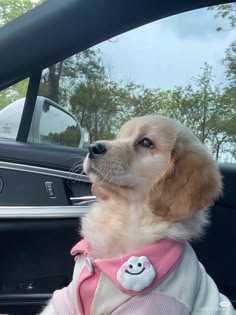 a dog wearing a sweater sitting in the back seat of a car