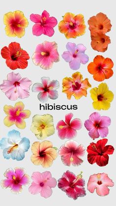 an assortment of different colored flowers with the words hibiscus written below them in black