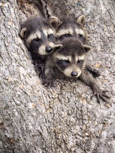 three baby raccoons climbing up the side of a tree