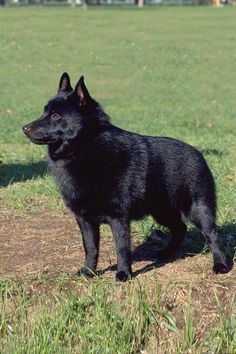 a black dog standing on top of a grass covered field with trees in the background