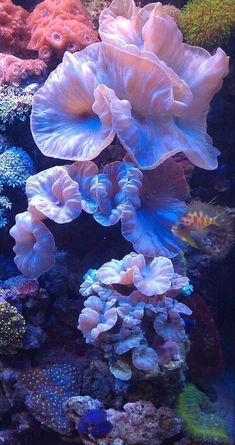 some very pretty colorful corals in the water