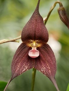 a close up of a flower on a plant