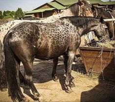 two horses eating hay in their pen at the farm, one is brown and white with spots on it's head