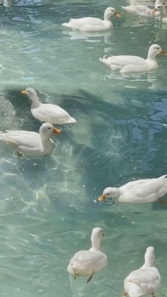 many ducks are swimming in the water together