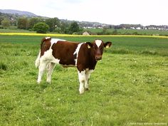 a brown and white cow standing on top of a lush green field with yellow flowers