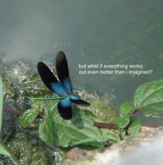 a blue and black dragonfly sitting on top of green leaves next to the water