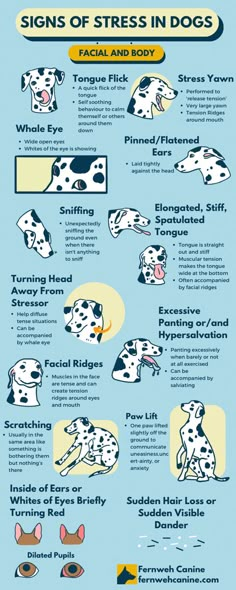 Pet Care Products, Meds For Dogs, Dog Body Language, Dog Remedies, Vet Medicine, Dog Health Tips, Effective Exercises, Dog Info, Dog Facts