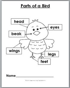 the parts of a bird worksheet for kids to learn with pictures and words