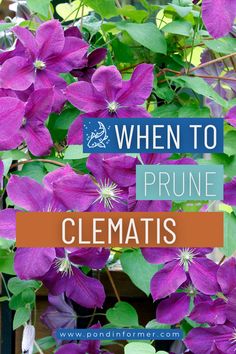 purple clematis flowers with the words when to prune clematists