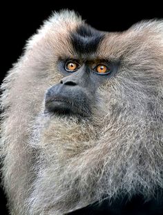 a close up of a monkey with orange eyes