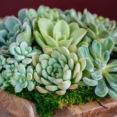 there are many succulents in the wooden bowl