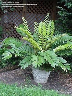 a potted plant with green leaves on the ground in front of a fenced area