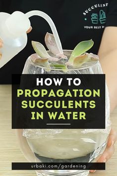 how to propagation succulents in water