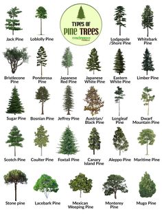 different types of trees that are labeled in english