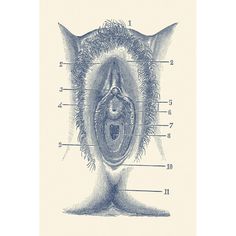 Vintage anatomy print showing a portion of the female reproductive system. Poster Print by John Parrot/Stocktrek Images Image 1 Big Bellies Art, The Female Reproductive System, Vintage Anatomy, Romantic Artwork, Drawing Female Body, Biology Art, Female Reproductive System, Female Art Painting, Reproductive System