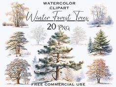 watercolor clipart winter forest trees, 20 png - free commercial use only