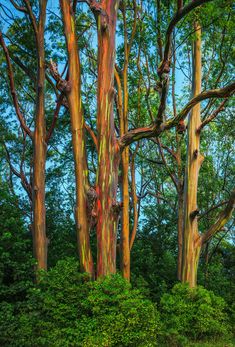 the trees have been colored with different colors