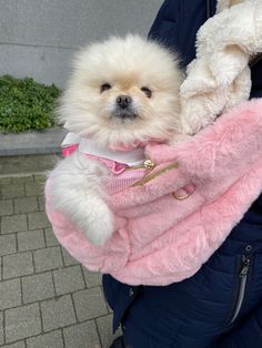 a small white dog wearing a pink coat on its owner's back in a parka