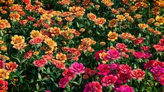 many different colored flowers in a field