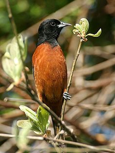 a bird sitting on top of a tree branch