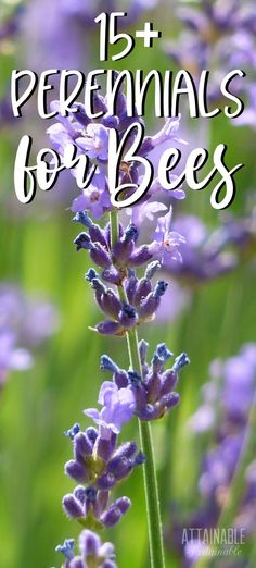 lavender flowers with text overlay that says, 15 + premnals for bees