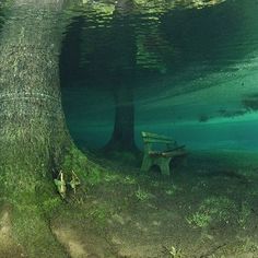 an underwater view of a bench in the water next to a tree and some grass