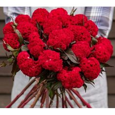 a bouquet of red carnations in someone's hands