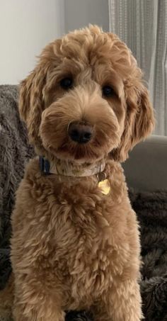 a brown dog sitting on top of a couch