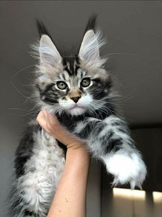 a person holding a kitten up to the ceiling