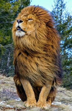 a large brown lion standing on top of a grass covered field with trees in the background