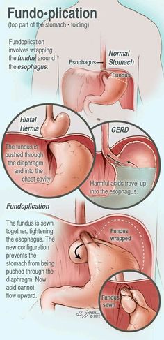 an image of the stomach and its functions