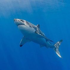 a great white shark swimming in the ocean