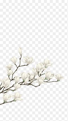 a branch with white flowers and leaves on it, transparent background png clipart