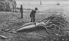 an octopus is laying on the ground next to two people in front of some rocks