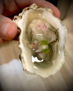 a person holding an oyster in their hand