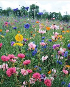 a field full of different colored flowers