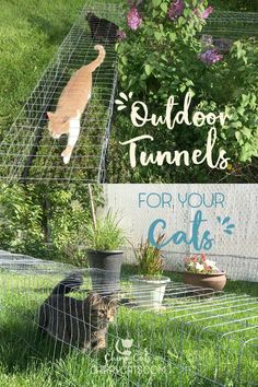 an outdoor tunnel for cats is shown with the words, outdoor tunnels for your cats