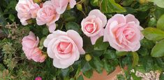 several pink roses are growing in a pot