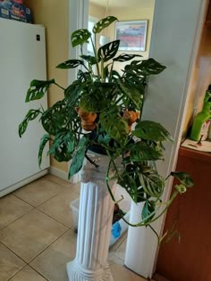 a potted plant sitting on top of a white pillar in a kitchen next to a refrigerator