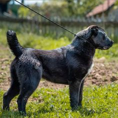 a black dog standing on top of a lush green field