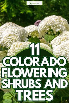 white flowers with green leaves and the words 11 colorado flowering shrubs and trees in front of them