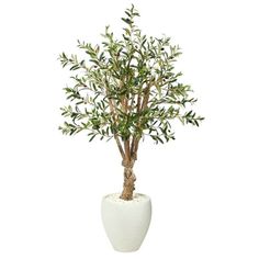 an olive tree in a white vase on a white background