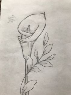 a pencil drawing of a single flower