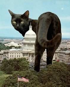 a black cat standing on top of a hill with the capitol building in the background